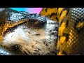 MY GIANT ANACONDA EATING A HUGE RABBIT!! GETTING NEW AWESOME SNAKES!! | BRIAN BARCZYK