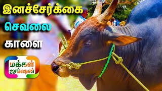 75000, இனச்சேர்க்கை செவலை காளை, நான்கு பல், Palayakottai Mattu Thaavani, #cattlemarketindia #bull