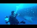 Scuba diver backpaddles out of whale shark's path