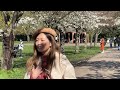 🇬🇧 london 🌸 cherry blossom 🌸 battersea park beautiful pink and white flowers sakura 4k