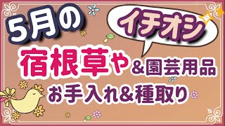 《５月のお気に入り》イチオシ！宿根草＆一年草／お買い物情報／買ってよかった！園芸用品／宿根草のお手入れ／一年草の種採り等