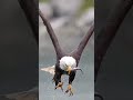 Eagle catching fish।