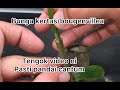 Cara Cantuman bunga kertas / how to grafting bougainvillea