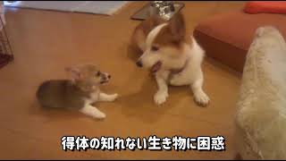 デュークとバロンの物語① コーギー多頭飼い