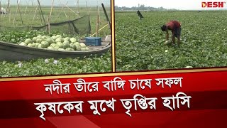 নরসিংদীতে বাঙ্গি চাষে কৃষকের মুখে হাসি | Narsingdi Bangi | Melon Price | Melon Cultivation