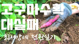 고구마 농사 | 고구마 수확 실패 | 최서방네 전원일기 | 귀촌생활