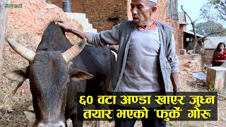 ६० अण्डा खाएर जुध्न तयार भएको ‘फुर्के’ गोरु || Bull Fight story ||