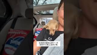 它真的好可爱啊啊啊 我的萌宠萌宠出道计划治愈精神抚慰犬狗狗@DOU+小助手