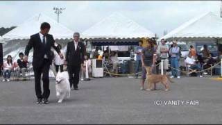 JKC神戸中央愛犬クラブ・ベビークラス　【 20100920その弐】