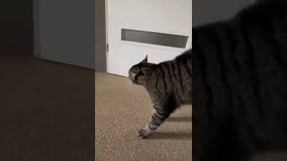 The cat said, how come I appeared in front of me?  #Funny#Cute cat