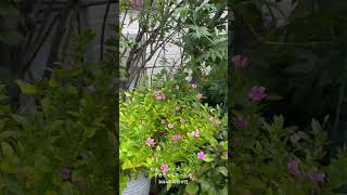 【HD動画】2024年10月17日  秋の花が咲いています。 #flowers #garden #癒し#自然 #naturelovers #薔薇は美しく散る #ばらの花 #rosegarden