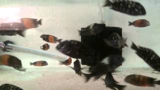 Tropheus sp. Black Pemba (Bemba) and Tropheus duboisi Pemba IN STOCK at Stone Aquatics