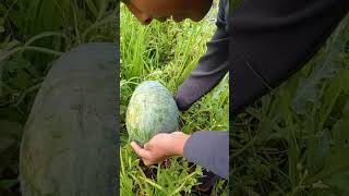 4 തരം തണ്ണിമത്തൻ കൃഷി ചളവറ |watermelon. മഞ്ഞ തണ്ണിമത്തൻ easy tips|malayalam|മലയാളം.#shorts