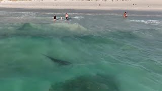 Horrifying moment tiger shark swims close to family at Perth beach