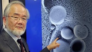 'Self-Eating Cell' Research Wins Nobel in Medicine