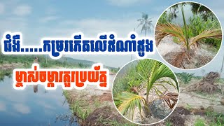 ជំងឺ....កើតលើដំណាំដូង