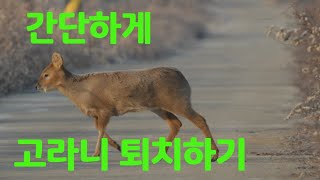 고라니 간단히 퇴치방법 #야생동물 퇴치방법