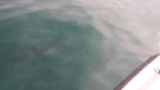 Large porbeagle shark