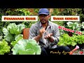 PENANAMAN SAYUR KUBIS/KOBIS TANAH RENDAH ( Cara Tanam Sayur Kubis/Kobis )