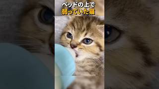 ベッドの上で弱っていた猫