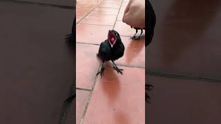 2 Baby crows#15 #crows#animals#cute#trending#shorts#funny