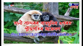 হলৌ বান্দৰৰ বাসভূমিৰ ওপৰত পুঁজিপতিৰ আক্ৰমণ || #notun_somoy