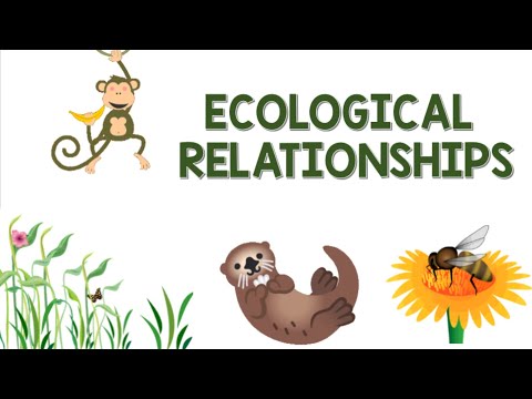 What is the importance of the ecological relationship to our daily life?