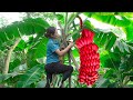 Harvesting Dacca red Banana, Make Banana Pizza Go to the market to sell | Phuong - Harvesting