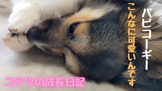 【パピヨンとコーギーのミックス犬】パピコーギーはこんなに可愛いPapillon and Corgi mixed dogs are so cute