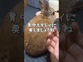 【うさぎカフェ】やっと落ちついてきた換毛期　 shorts うさぎカフェ うさぎ bunny