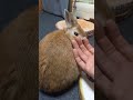 【うさぎカフェ】やっと落ちついてきた換毛期　 shorts うさぎカフェ うさぎ bunny