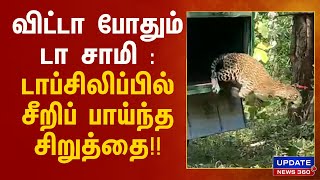 கோவையில் பிடிபட்ட சிறுத்தை: டாப்சிலிப் வனப்பகுதிக்குள் விடப்பட்டது!!