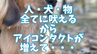 犬、人、物に吠えて困るから変わってきたダックス1歳