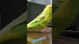 走るのが早い小鳥