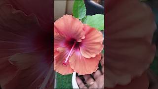 శీతాకాలంలో ఎరువులు ఎలా ఉపయోగించాలి  #fertilizer #plants #gardening #hibiscus #terracegardentips