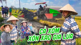 Xôn Xao Cảnh Thu Hoạch Lúa | Hỏi Thăm Giá Lúa Đồng Định Hoà, Gò Quao - Kiên Giang