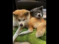 いつもと逆パターンに戸惑いを隠せない可愛い秋田犬こむぎ【akita inu】@akita inu pata shorts