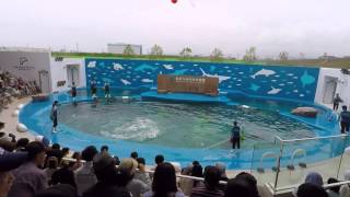 【高画質】仙台うみの杜水族館　イルカ・アシカのパフォーマンス