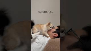 ご飯と言うと襲われます【ガウガウ犬のピノ・パルム】