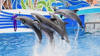 Dolphin Days Full Show | SeaWorld San Diego  (Trainer's Last Show)