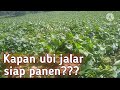 ciri ciri dan usia ubi jalar siap panen