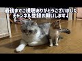 『保護猫』2匹目は、自分から庭に入ってきて“保護して〜“って言ってるようでした。（笑）