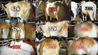 16 BIGHA HAAT BEAUTIFUL 😍 COW'S COLLECTION | VLOG | WITH PRICES | KOLKATA 2024 ❤️@Shadabvlogs7860