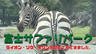 富士サファリパークのサファリゾーン　本当に本当にライオンでした。