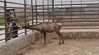 A young male of Bactrian wapiti