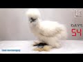 chick stages original silkie hen all growth stages in one minute gallina silkie etapas en un minuto