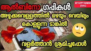 അഴുക്കുവെള്ളത്തിൽ അൽബിനോ ഗപ്പികൾ മഴയും വെയിലും കൊണ്ട്   വളരുമോ | Guppy Farming Ep#43