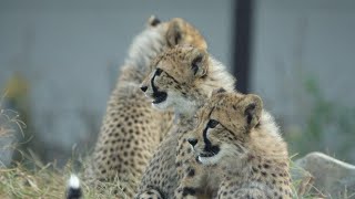 ユキヒョウ少年フクだけど　Cheetah 6Cubs ６匹並んだ💛2021.10月 Snow Leopard Cub