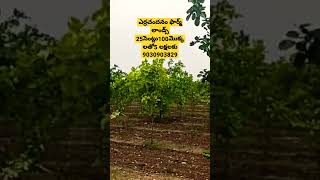 ✅Red Sandal wood 🌳farm plots for sale✅Call / What's App +91 9030903829✅5laks only