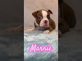 bostie puppy ready for a nap boston terrier puppies bostonterrierlove